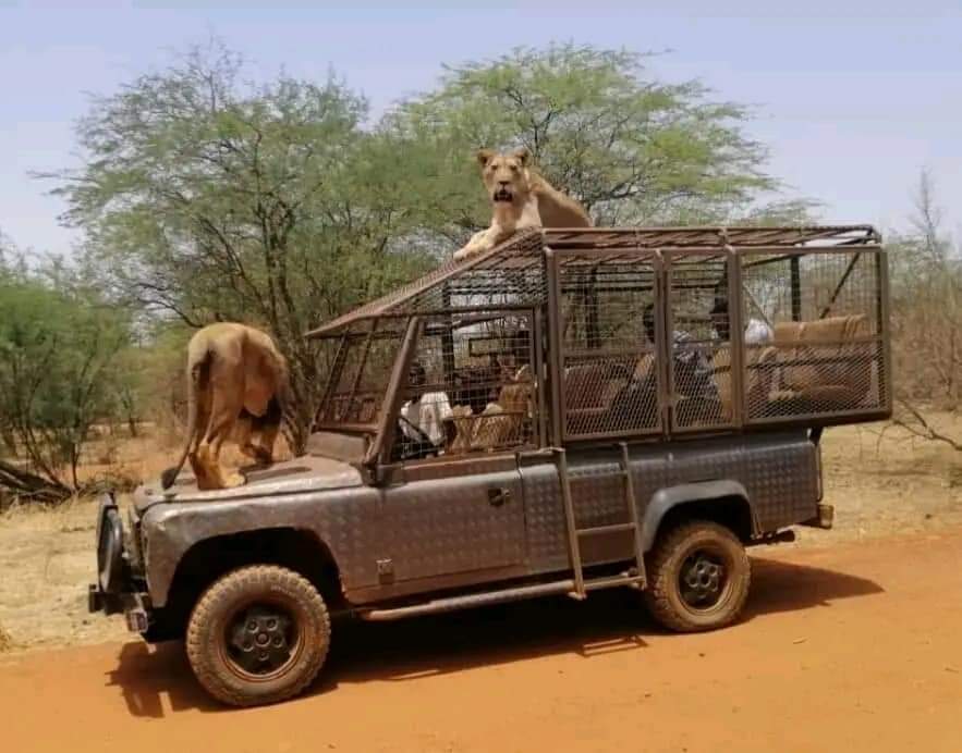 Safari avec les lions au Ranch de Bandia depuis Riu Baobab