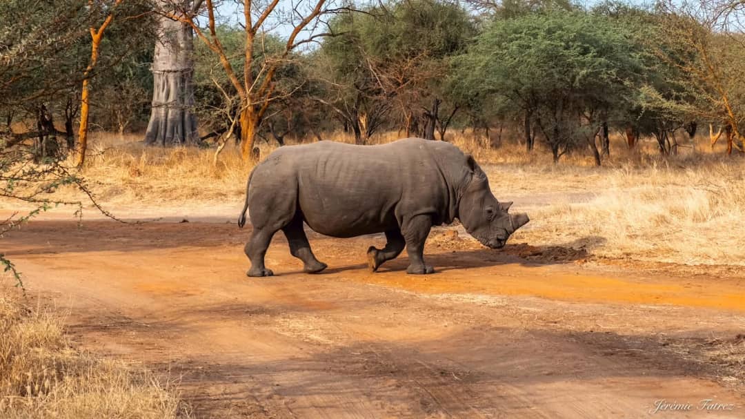 Safari Bandia depuis Riu Baobab — girafes et rhinocéros avec Momo