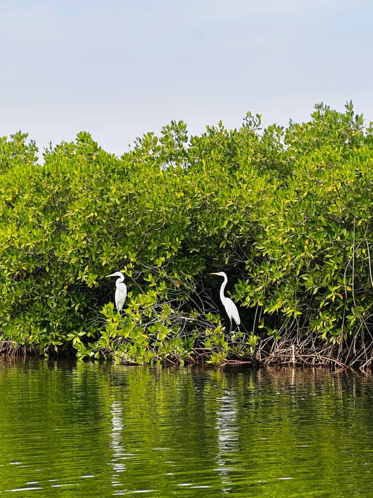Excursion Sine-Saloum depuis Riu Baobab — pirogue dans la mangrove