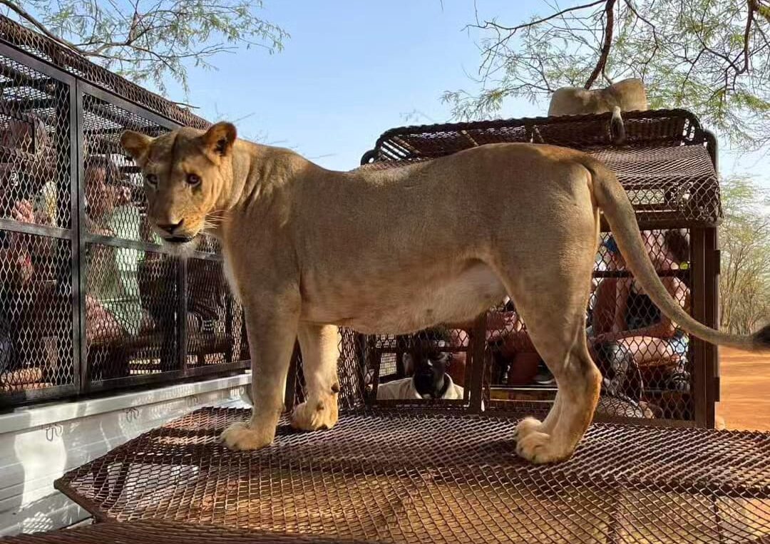 Safari Bandia & Ranch des Lions