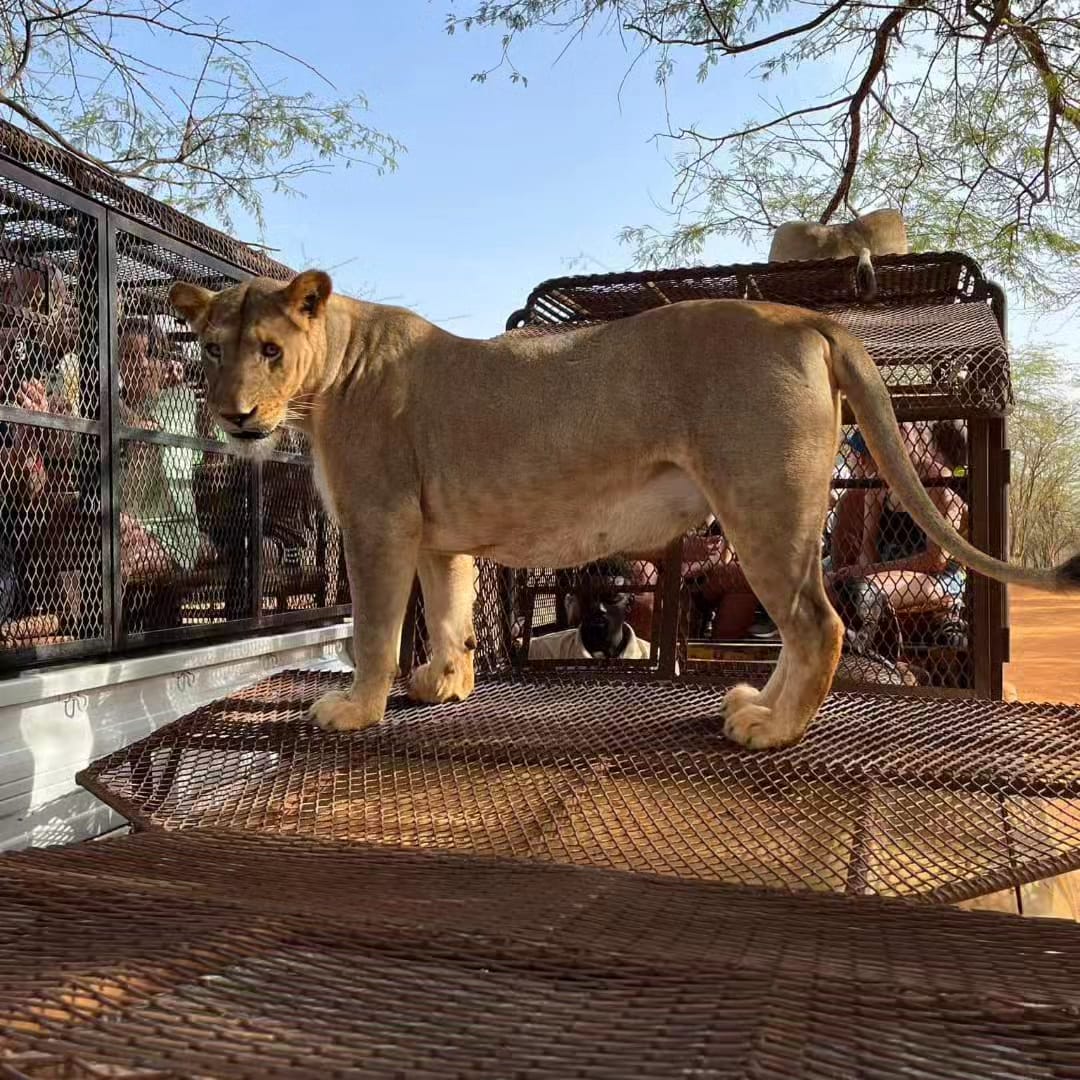 Safari Bandia et Ranch des Lions demi-journée depuis Riu Baobab