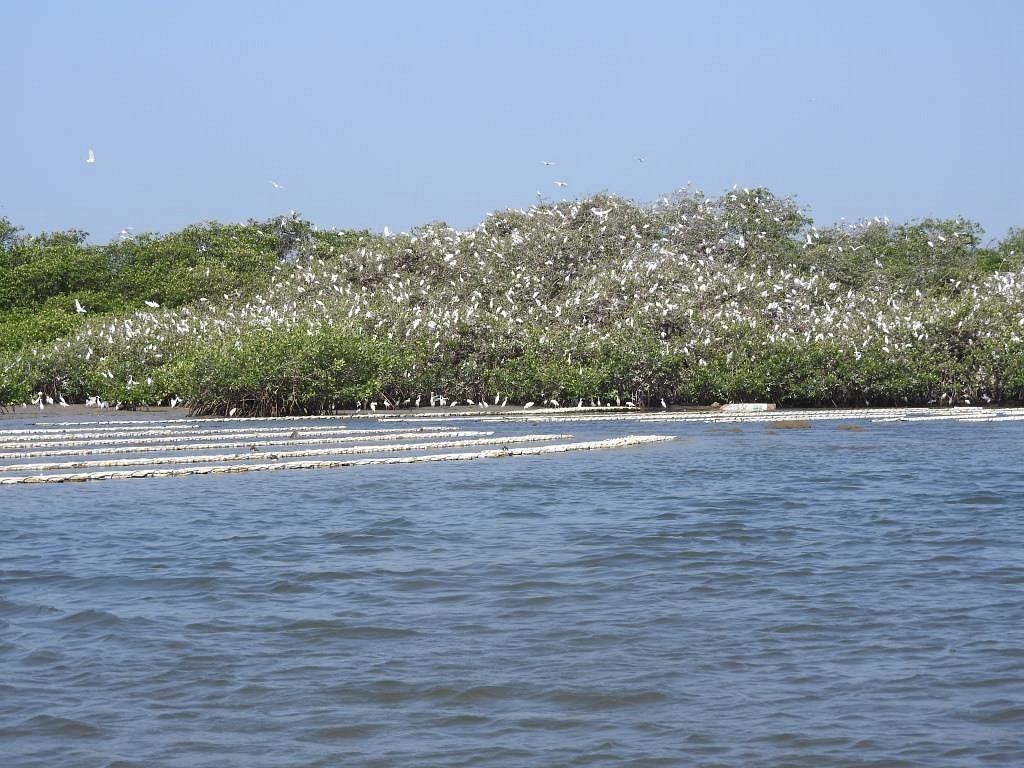Excursion Lagune de Somone depuis Riu Baobab — pirogue et mangrove
