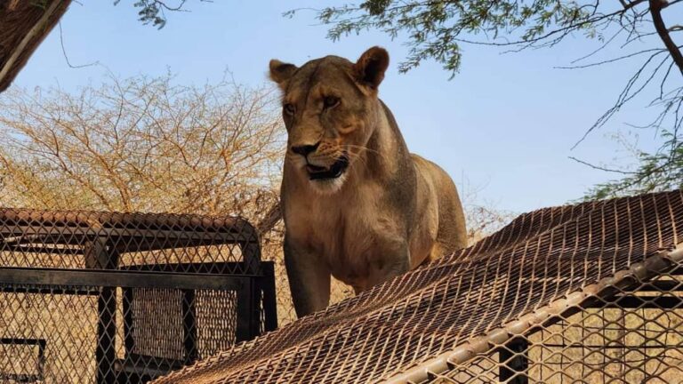 Safari avec les lions au Ranch de Bandia depuis Riu Baobab