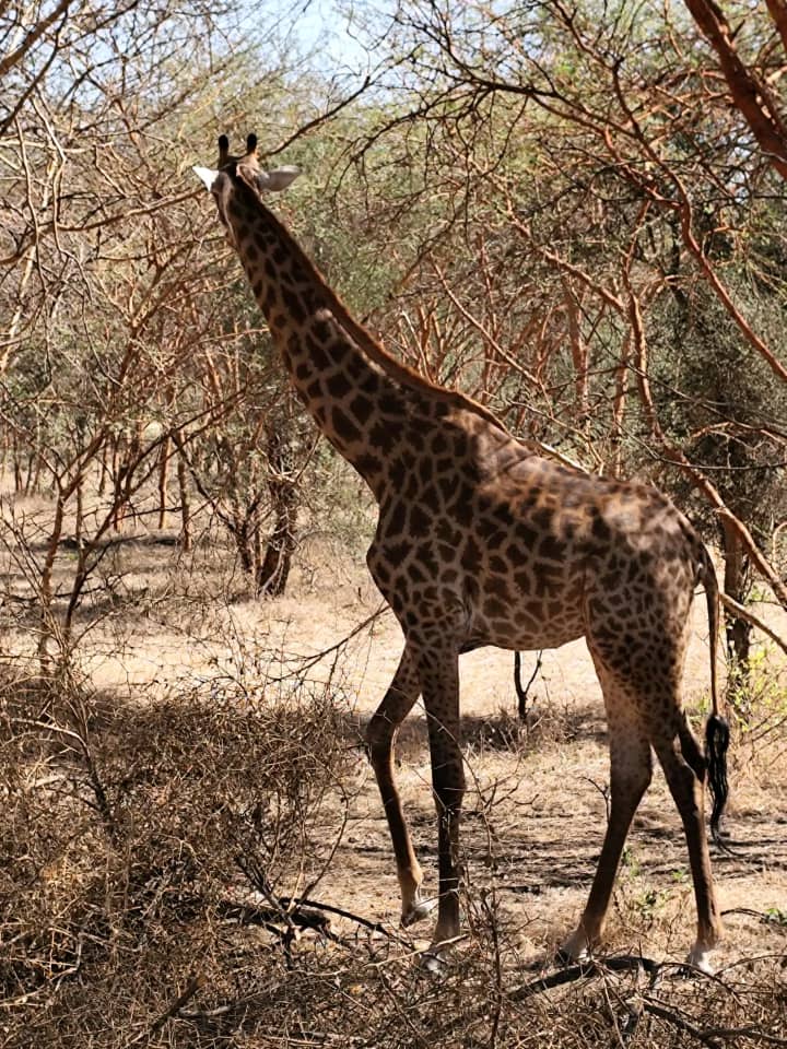 Excursion au Sénégal en Famille
